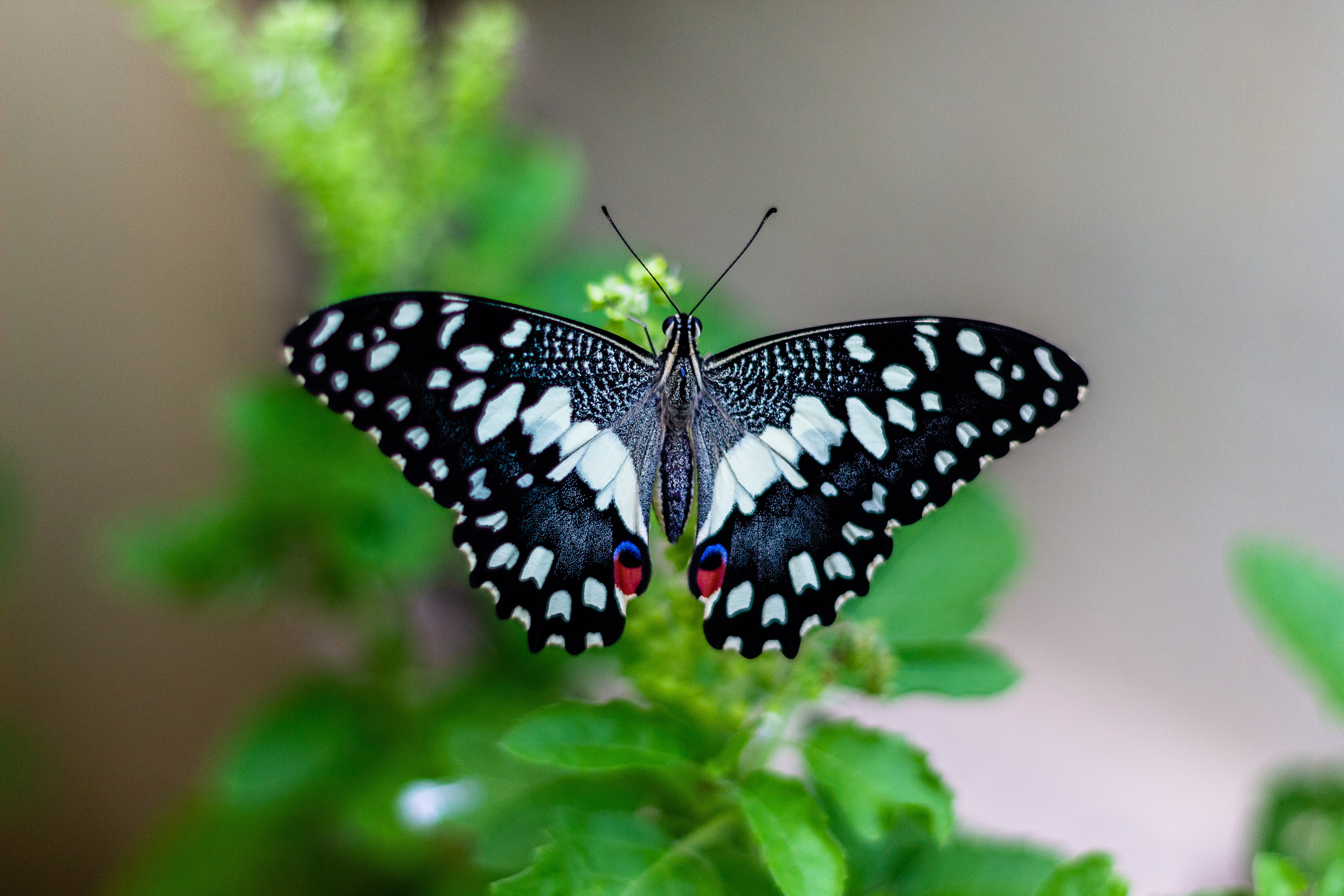 Butterfly Wings in a New Light | Harvard University Center for the ...